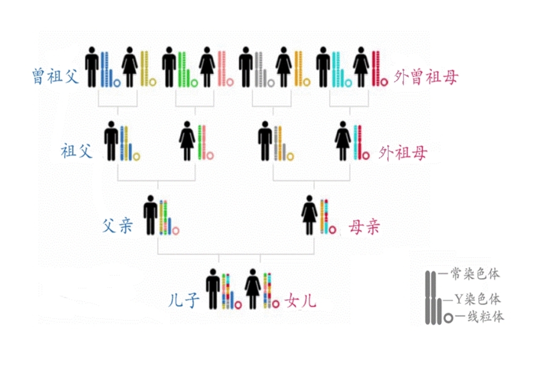 避错倾向是父系遗传还是母系?