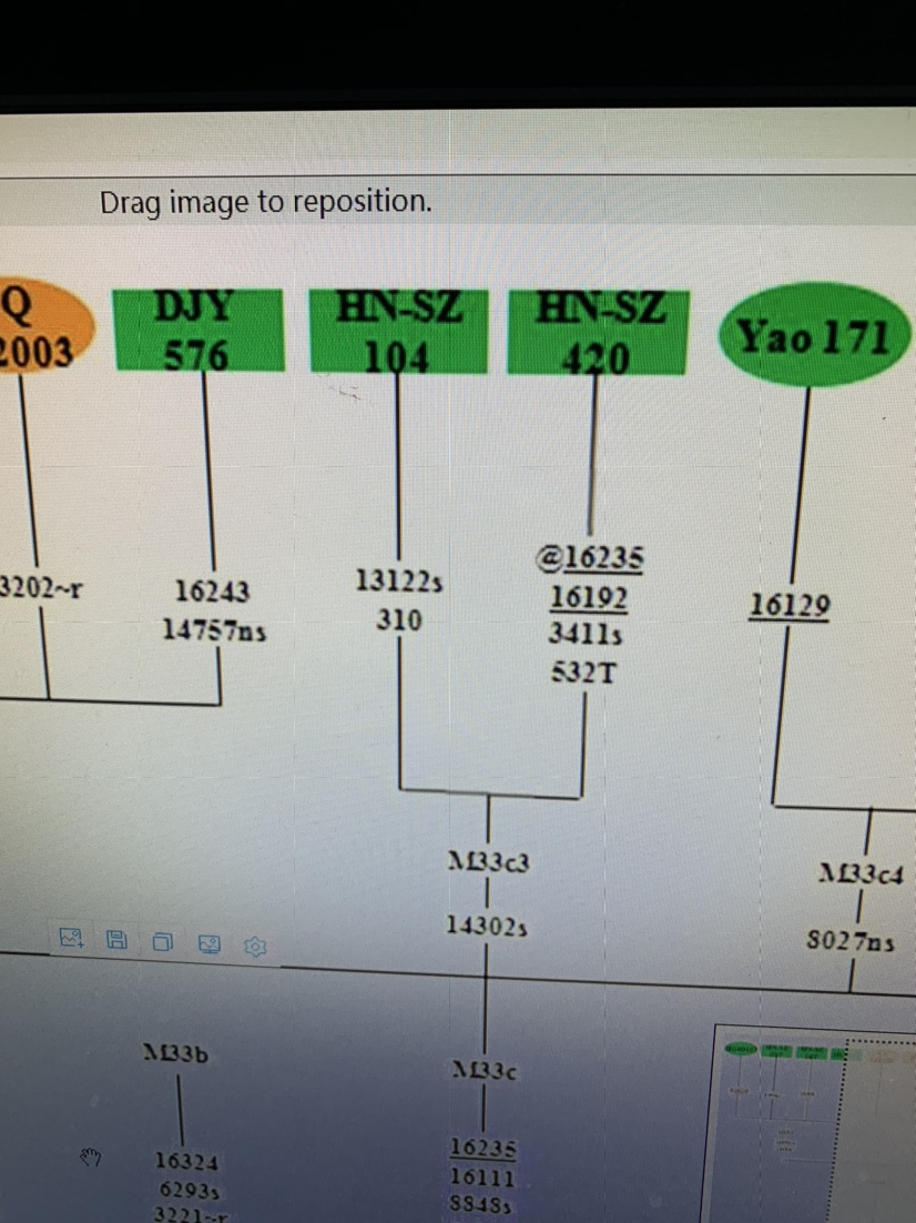 母系mt單倍群m33c