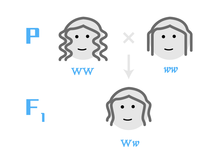 详情   又比如,人类头发的天然卷曲程度也是由一对不完全显性基因控制